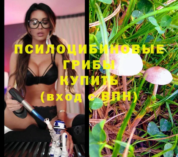 PSILOCYBIN Волосово